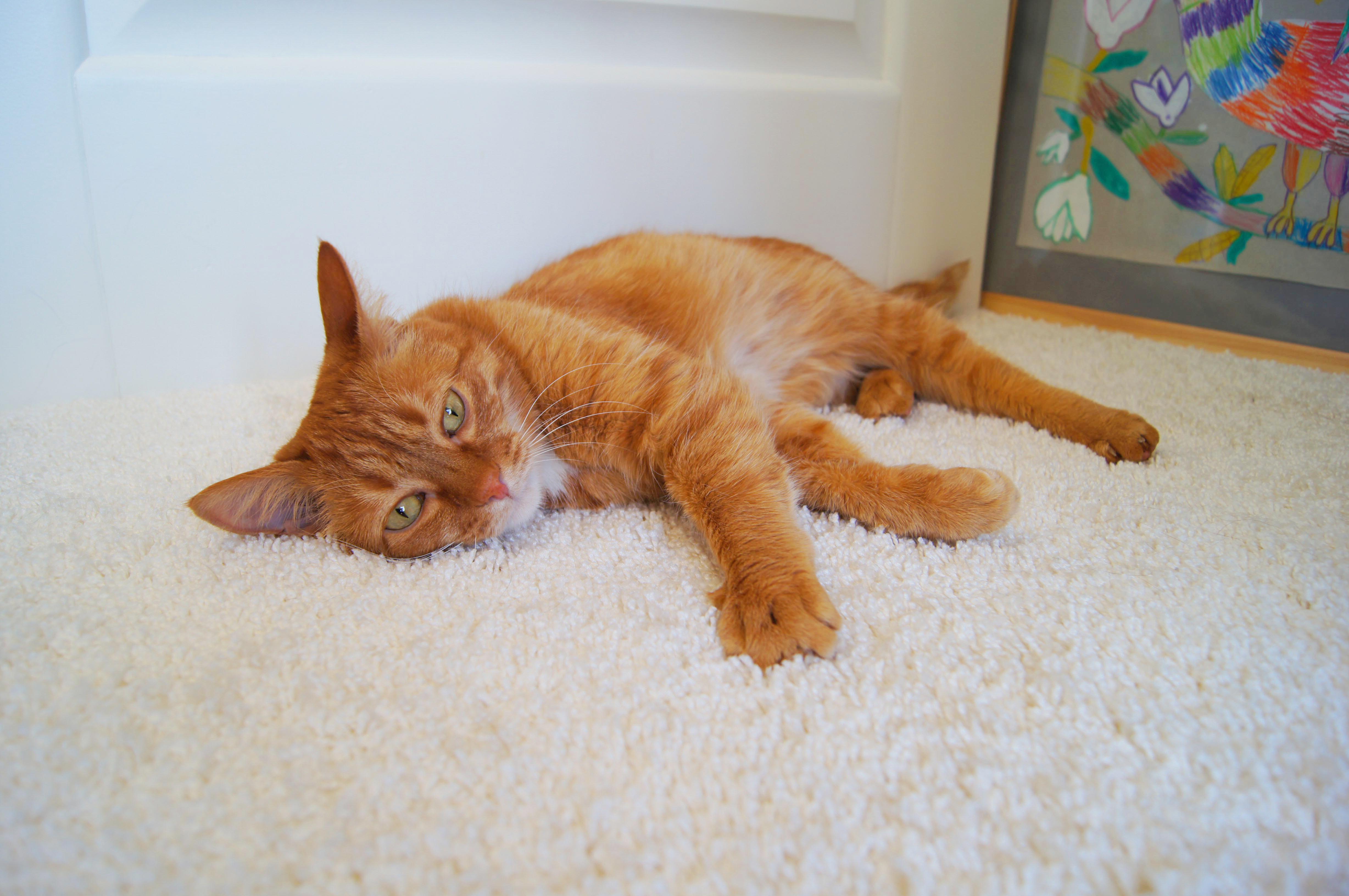 Ковролин "Зартекс" Amarena 140 бежевый (4м) — купить в Набережных Челнах